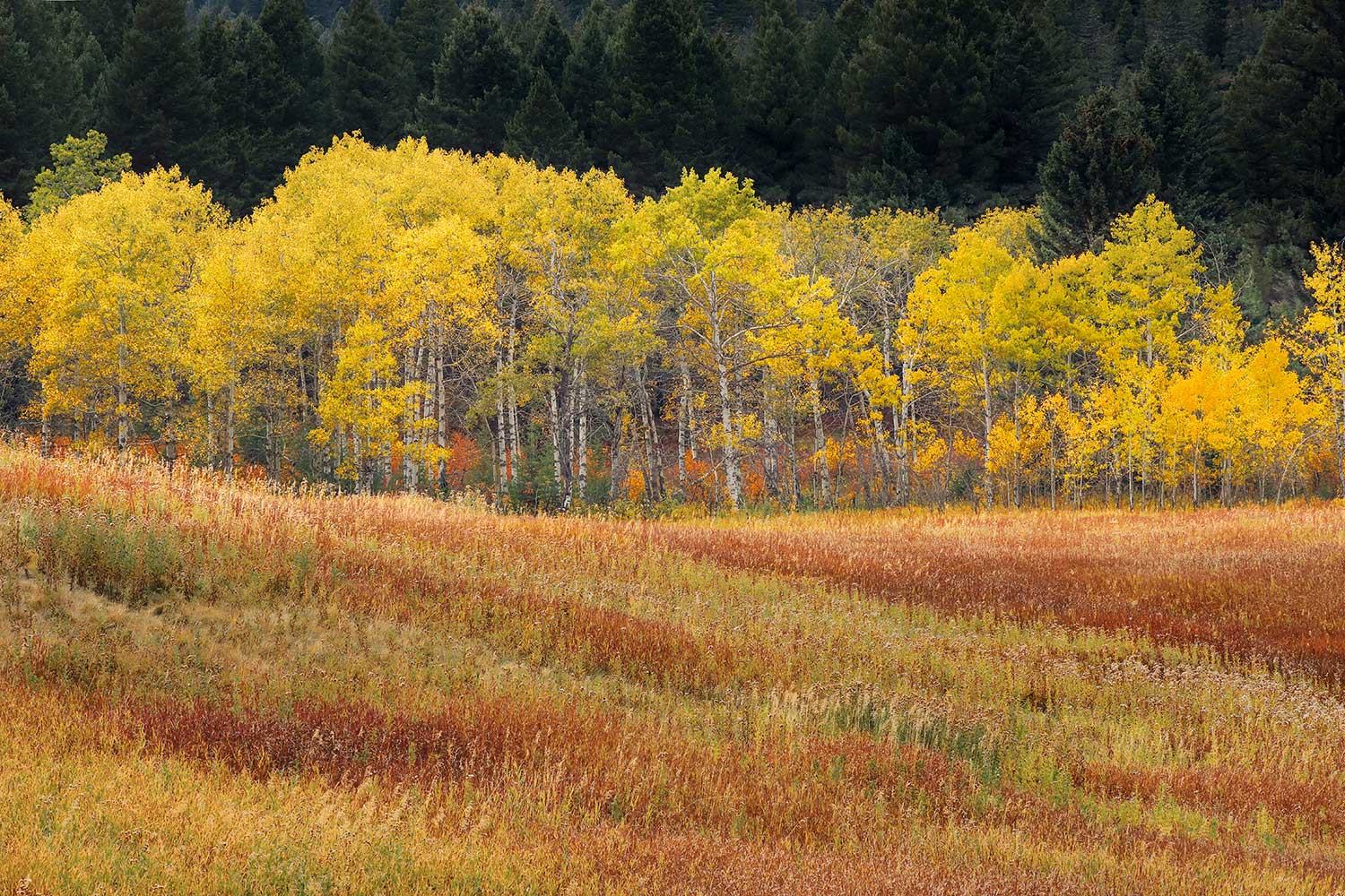 Best Fall Activities In Bozeman - Fall Colors