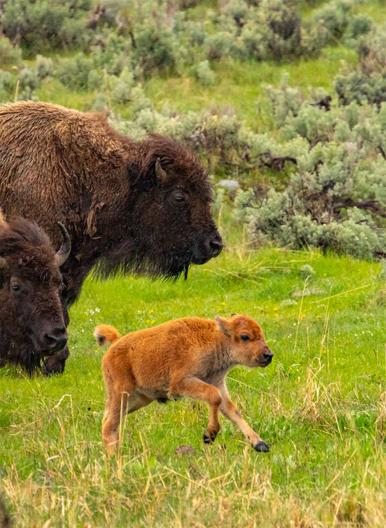 Bison Calving Season In Yellowstone | Spring Activities In Bozeman