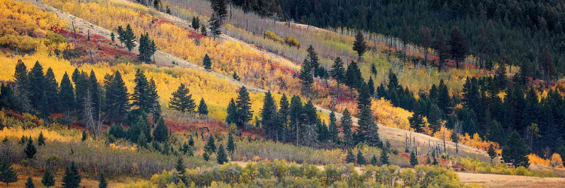 Fall Colors In Bozeman, Montana